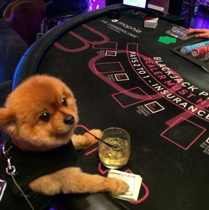 Does Goa Casino Allows Pets Does Goa Casino Allows Pets