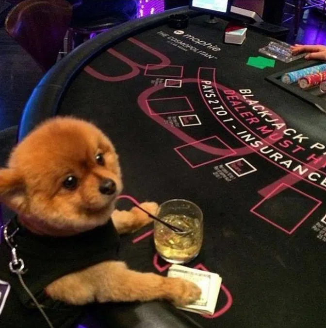 Does Goa Casino Allows Pets
