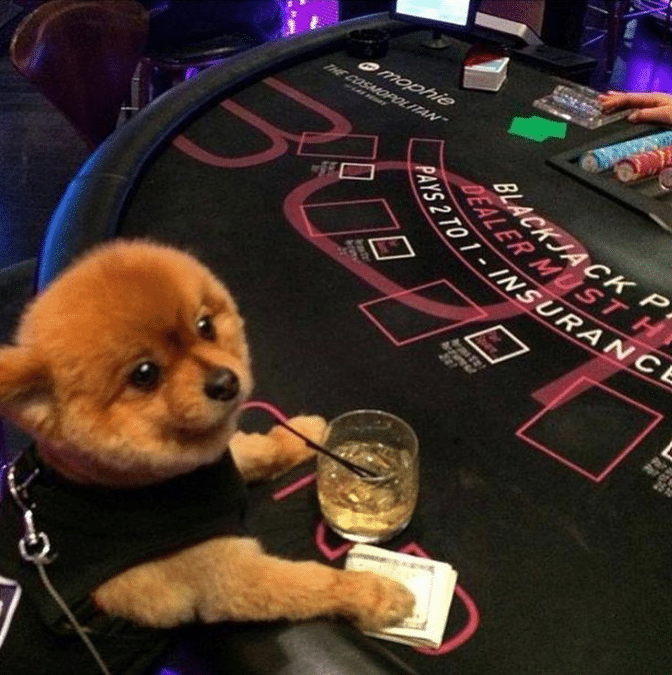 Does Goa Casino Allows Pets Does Goa Casino Allows Pets