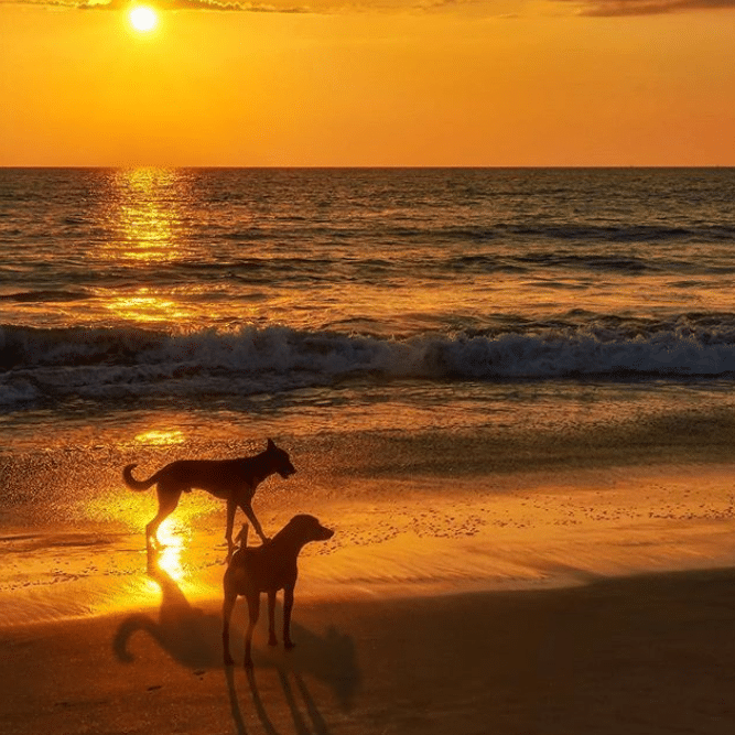 Top Pet-Friendly Beaches Top Pet-Friendly Beaches